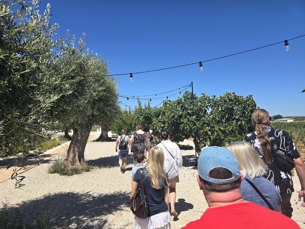 Tour group walking under olive trees toward vineyard rows at Cabrita Wines