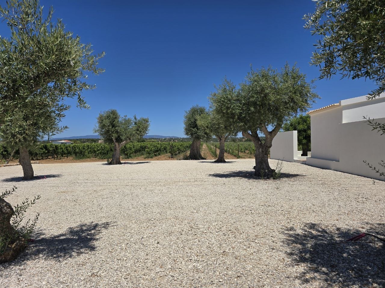Olive trees and vineyard rows beside the white Cabrita Wines building
