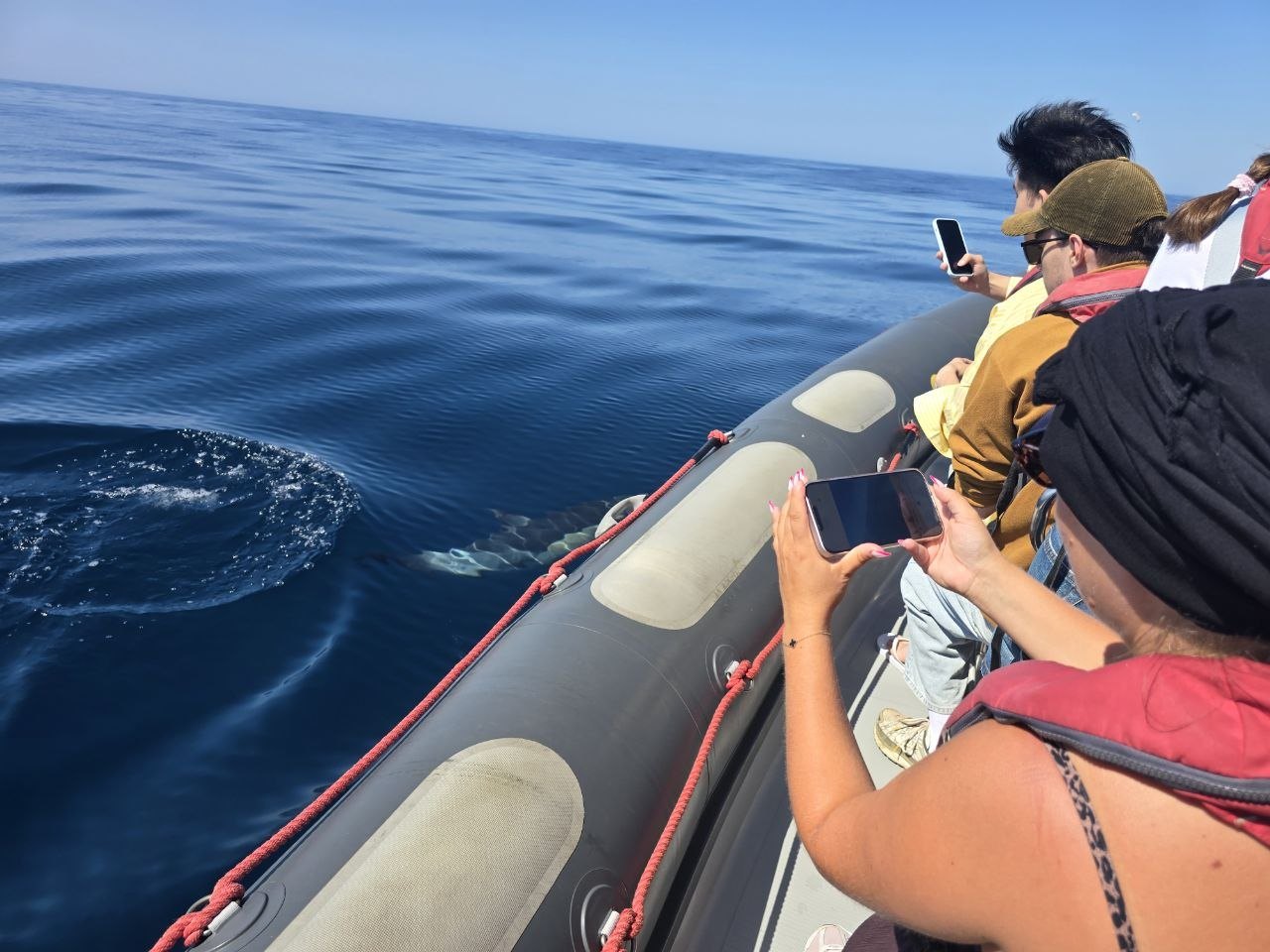 A dolphin swimming beside the zodiac while passengers lean over with phones to take photos