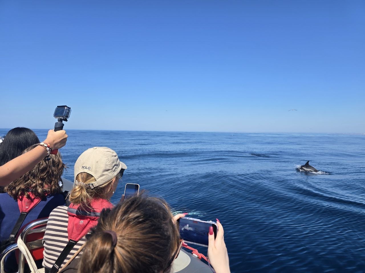 A dolphin surfacing in calm blue water while passengers watch from the zodiac boat