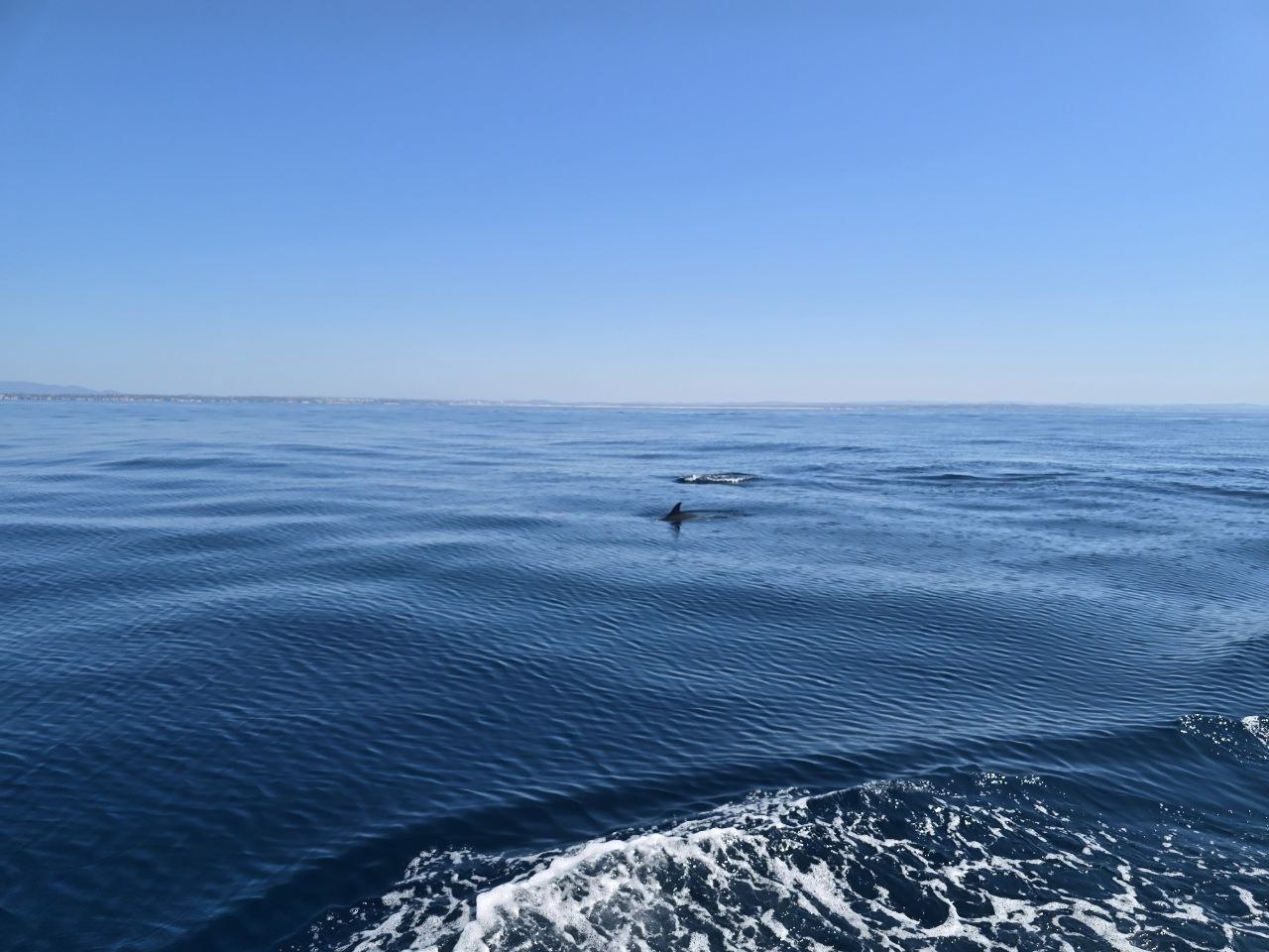 A dolphin fin visible in open blue water behind the zodiac wake
