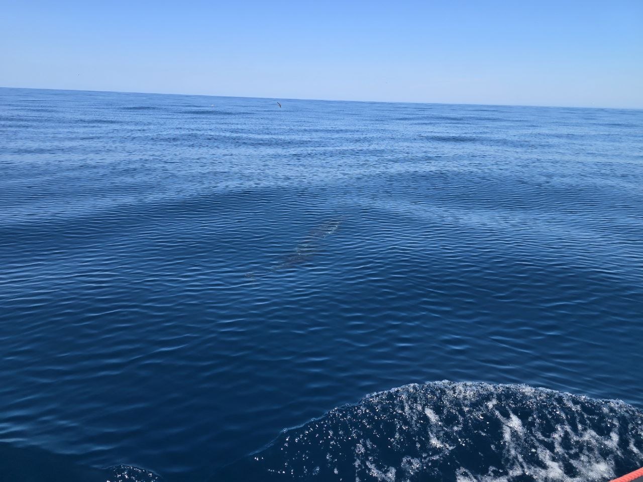 Faint dolphins visible just below the surface of calm blue Atlantic water near the boat wake