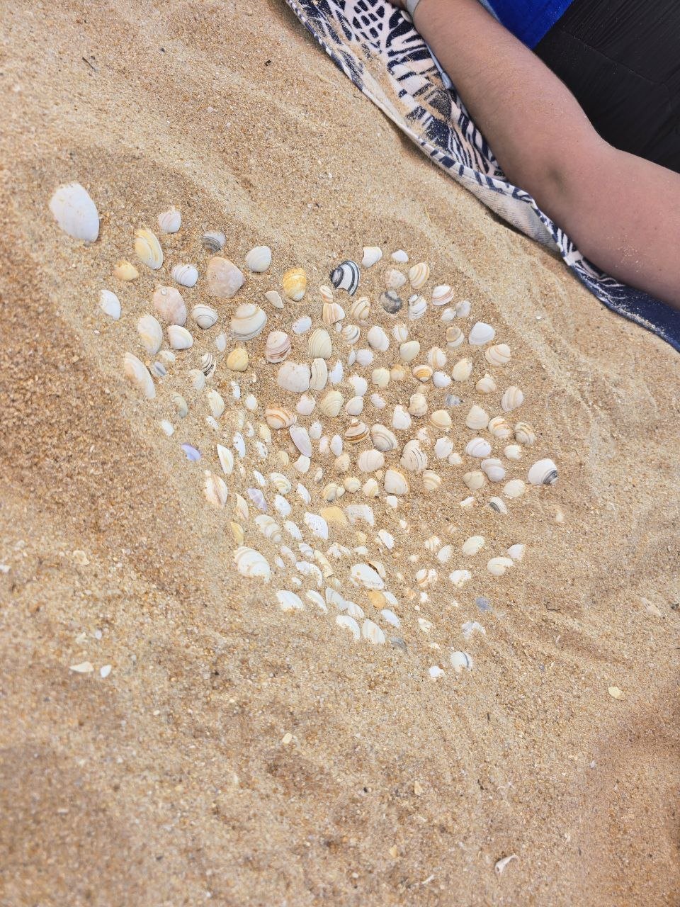 A large collection of small seashells arranged on golden beach sand beside a towel