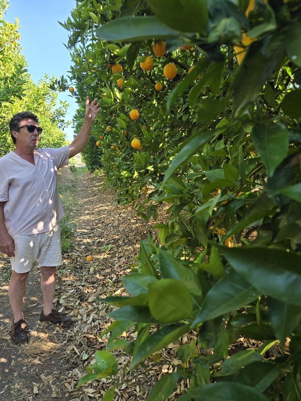 The Quinta de Santo Estevão guide explaining oranges beside a fruit-heavy citrus tree
