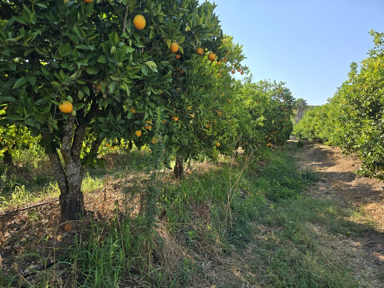 A sunny row of orange trees loaded with fruit at Quinta de Santo Estevão