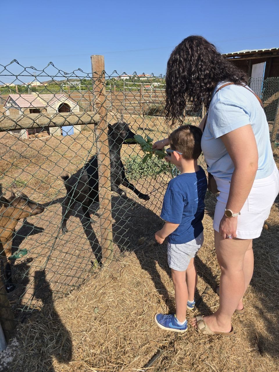 Catherine and Noah feeding goats through a fence at Quinta de Santo Estevão