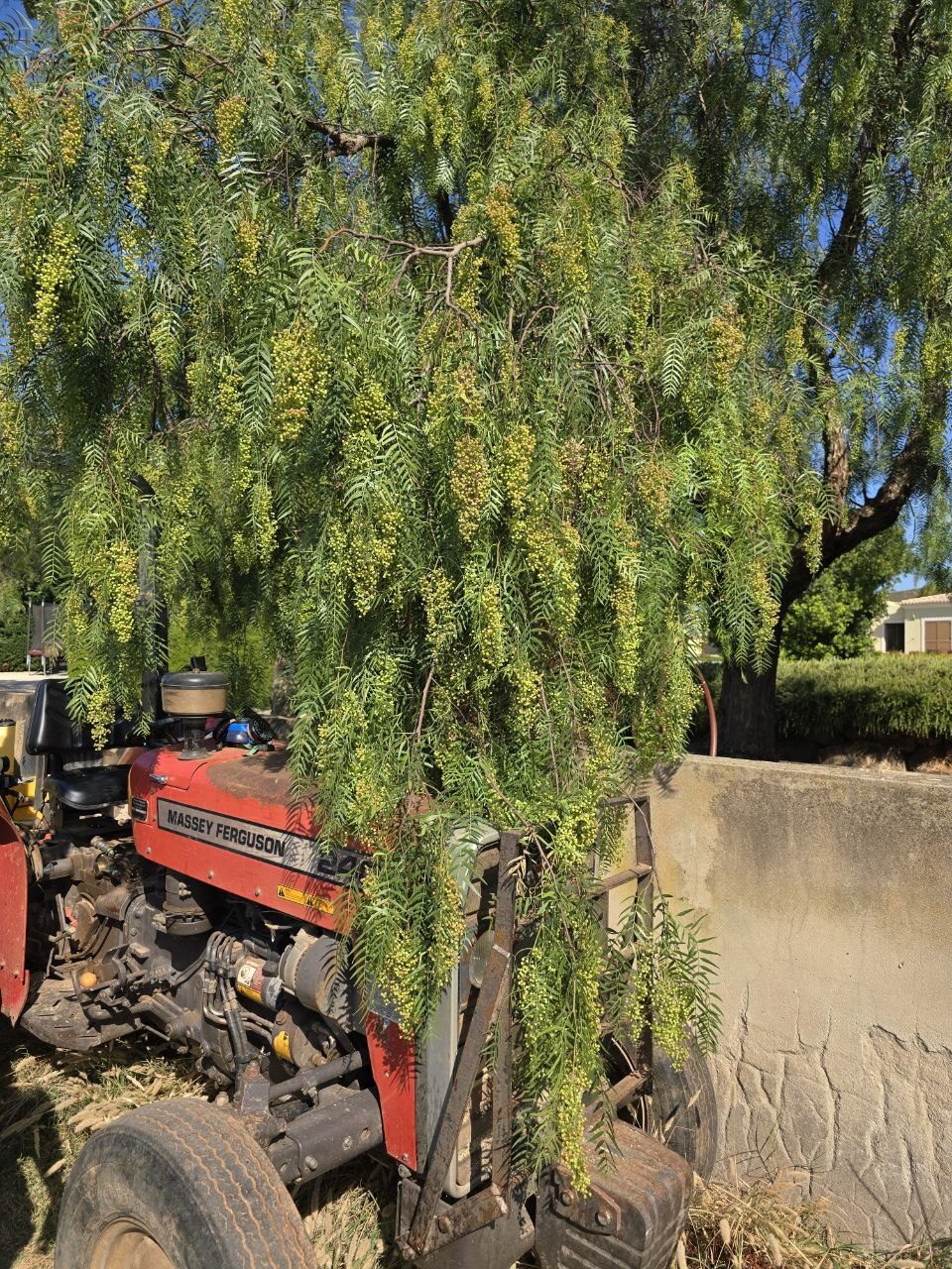 A peppercorn tree hanging over a red Massey Ferguson tractor at the farm