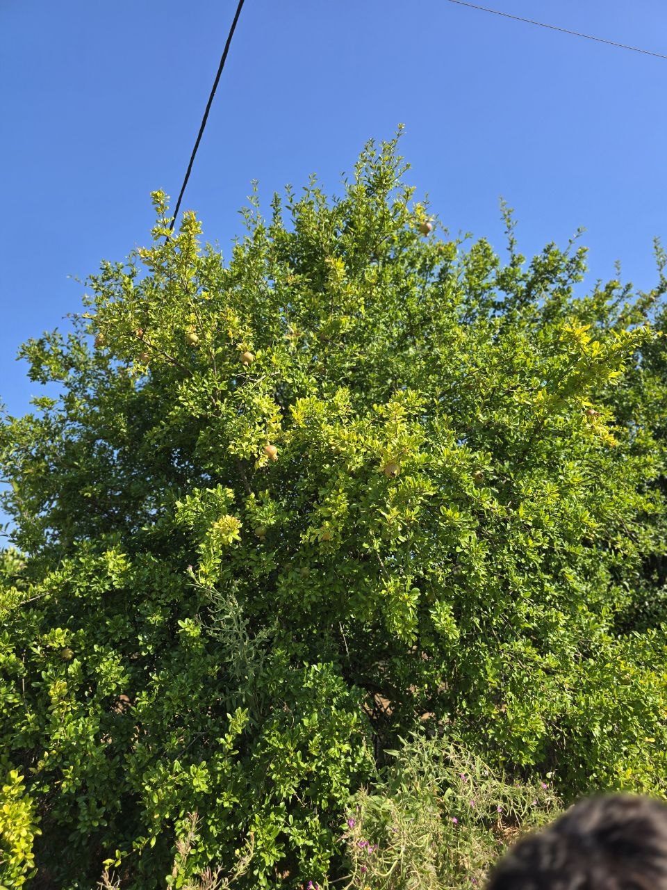 A pomegranate tree with fruit against a deep blue sky