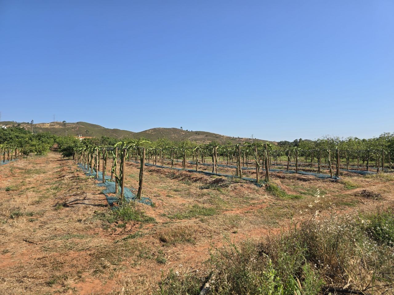 Rows of dragon fruit plants growing on posts at Quinta de Santo Estevão