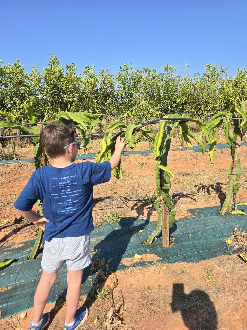 Noah touching a dragon fruit plant in the farm rows