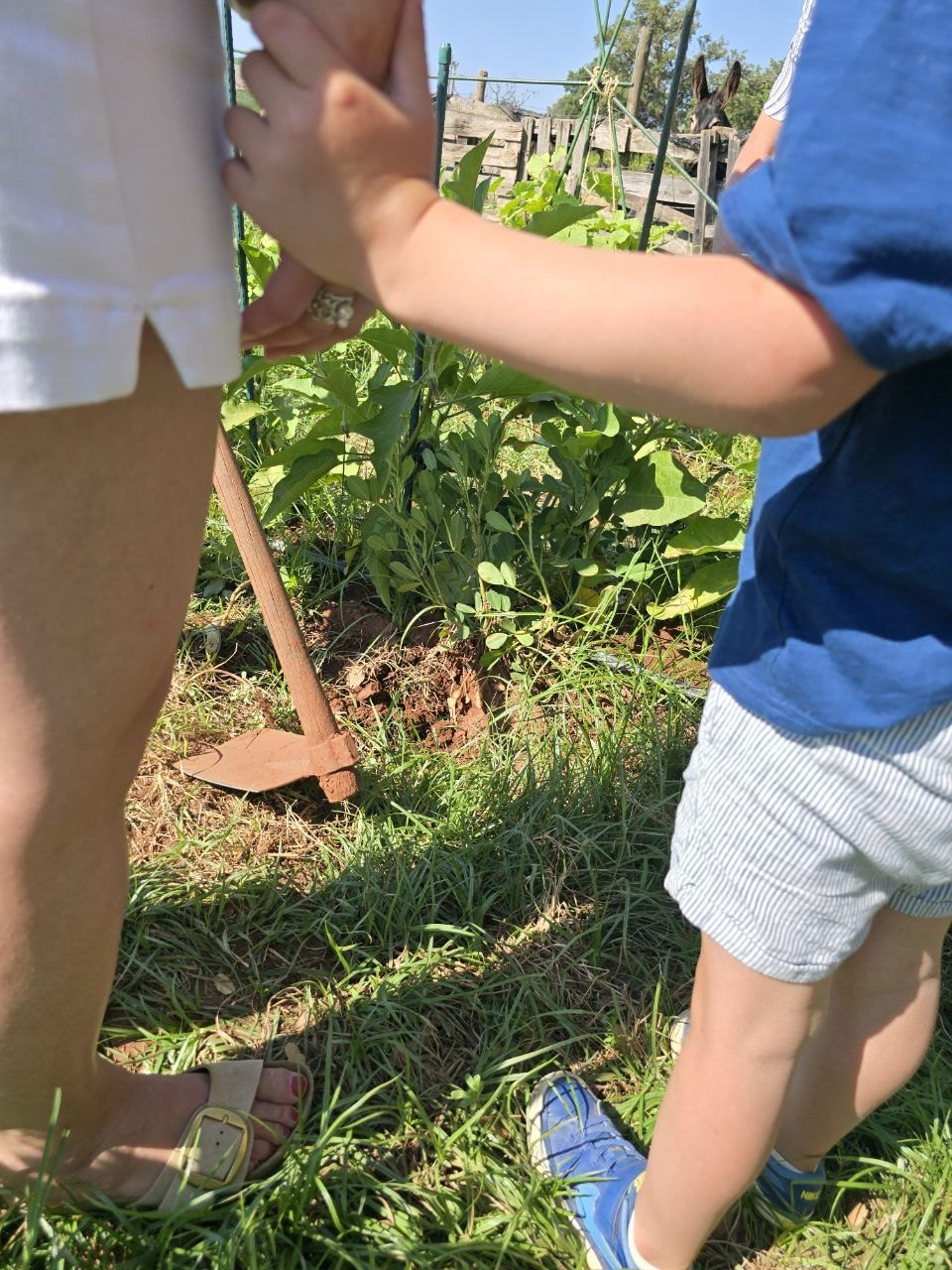 An unearthed peanut plant showing peanuts in the soil while Noah and Catherine look on