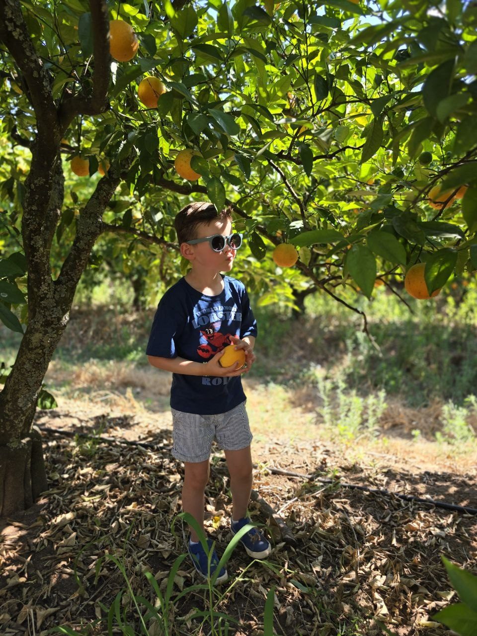 Noah standing under an orange tree holding oranges in his sunglasses