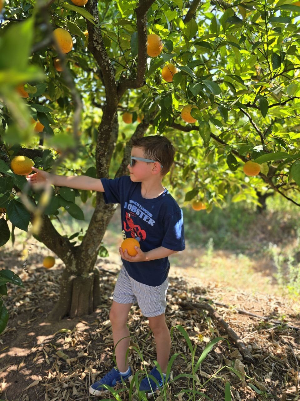 Noah reaching toward an orange on a tree while holding another orange