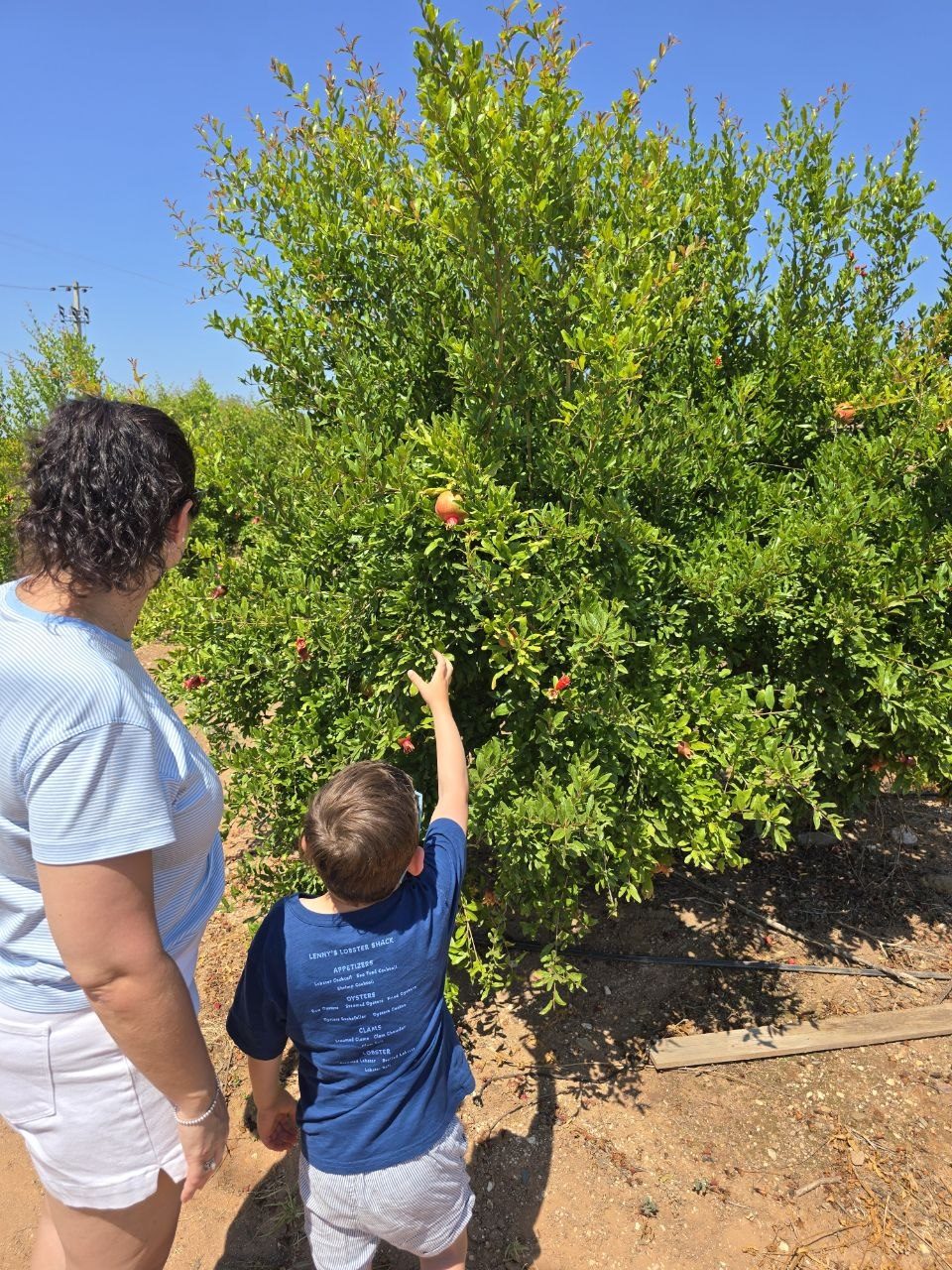 Noah pointing at a pomegranate on a tree beside Catherine