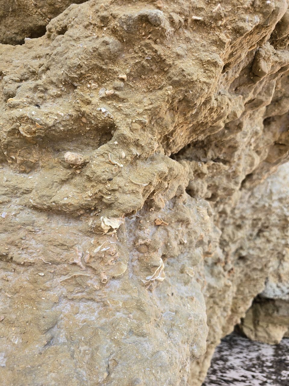 Close-up of shell fragments embedded in the rough Praia da Marinha rock