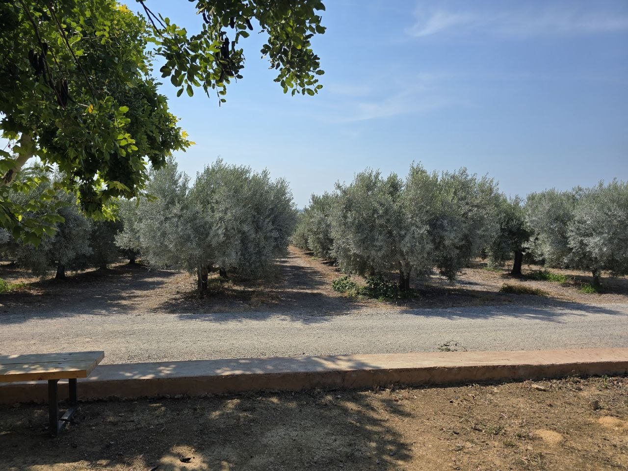 Rows of silver-green olive trees in the Monterosa grove under a bright blue sky