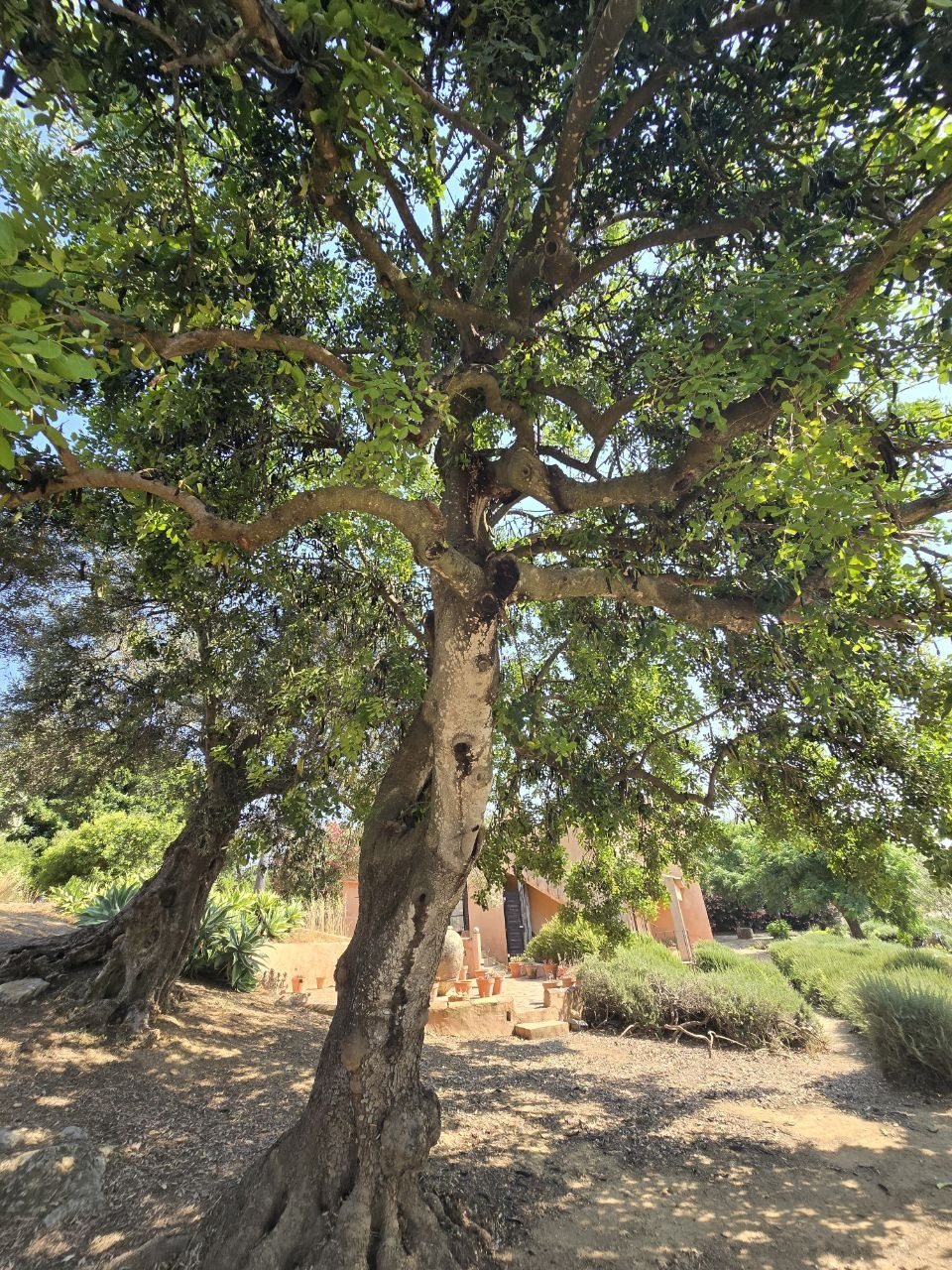 Old olive tree with twisting trunk and branches at Monterosa