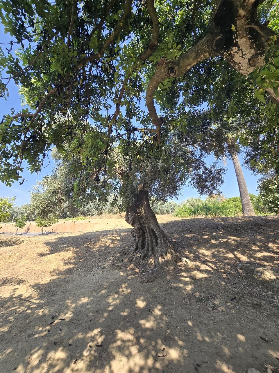 Olive tree roots and twisted trunk casting shade on the dusty ground