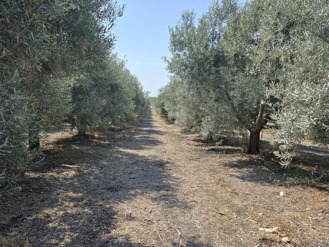 Long path between olive trees at Monterosa Olive Oil