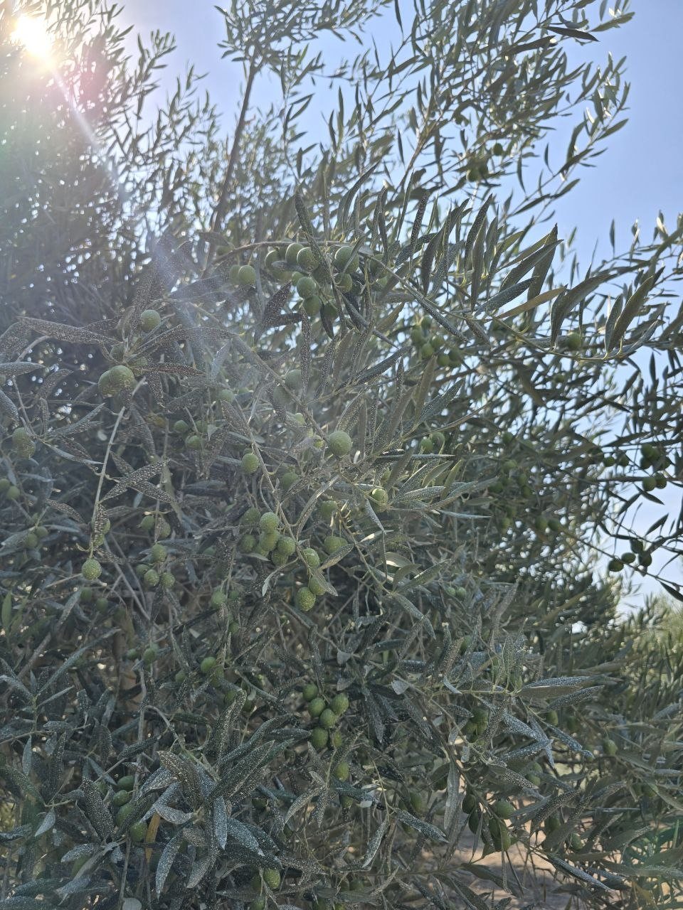 Sunlight shining through olive branches and narrow leaves