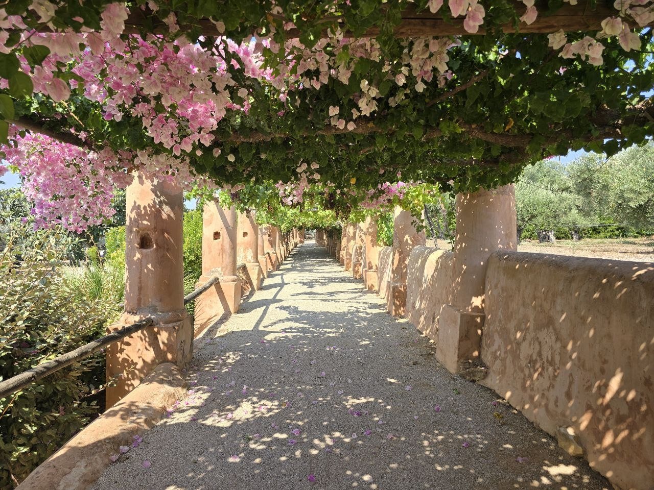 Pink bougainvillea flowers forming a tunnel over the Monterosa walkway