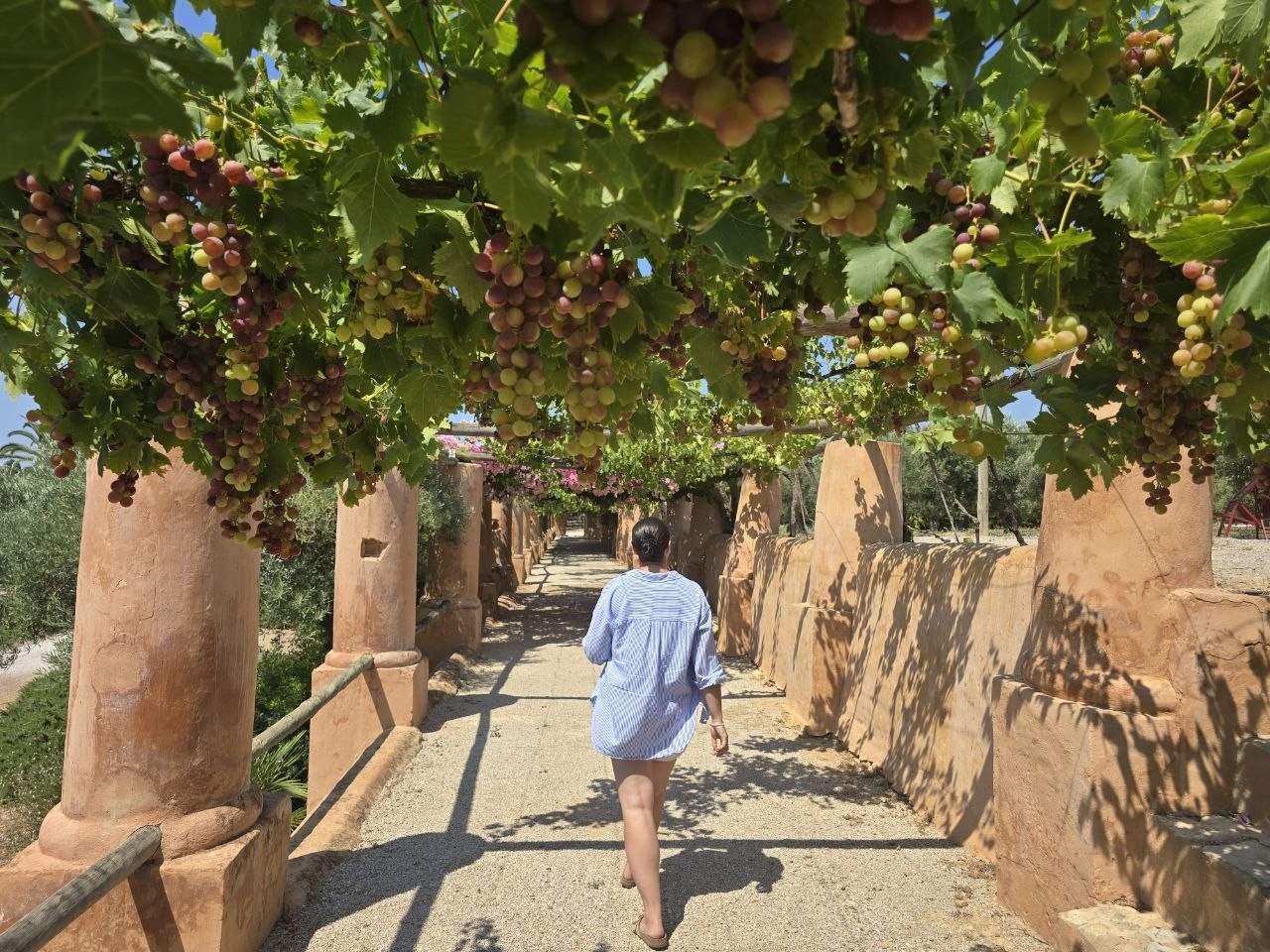 Clusters of grapes hanging low from a leafy pergola over the Monterosa walkway