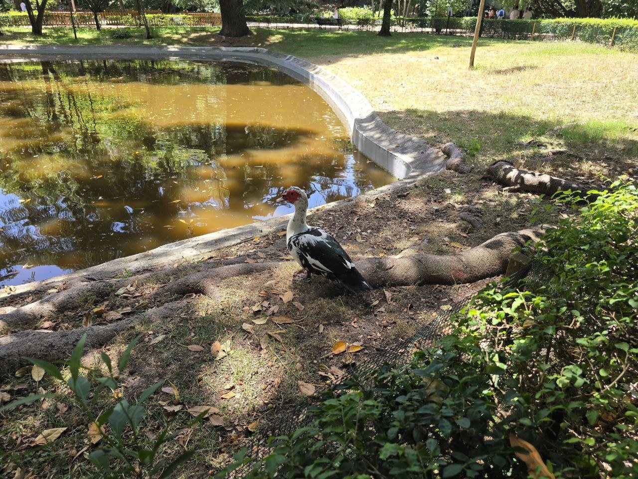 Black and white Muscovy duck with a red face standing beside a park pond in Lisbon