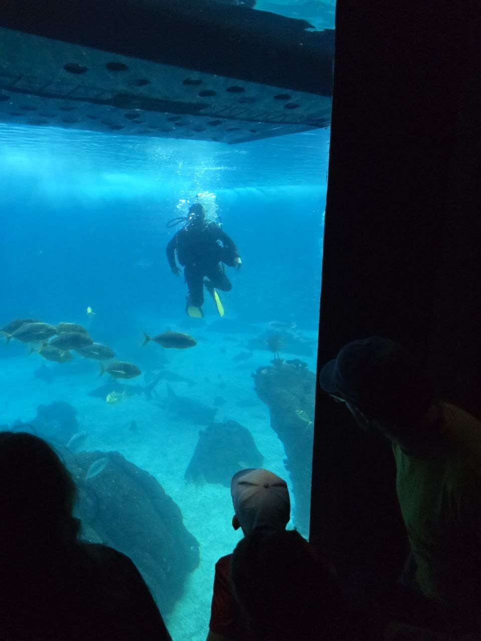Noah watching a diver inside a blue aquarium tank