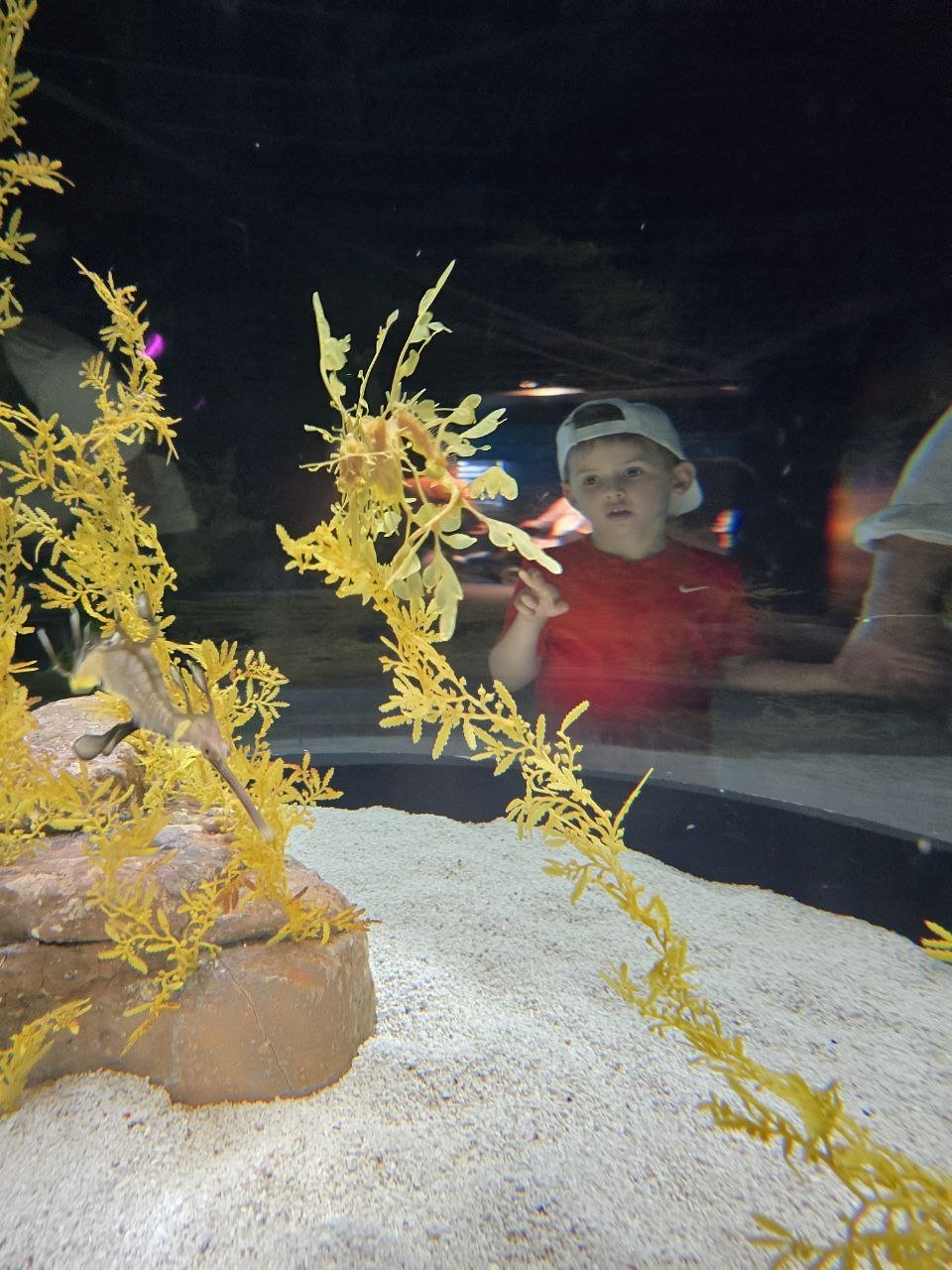 Noah looking at a bright coral aquarium tank