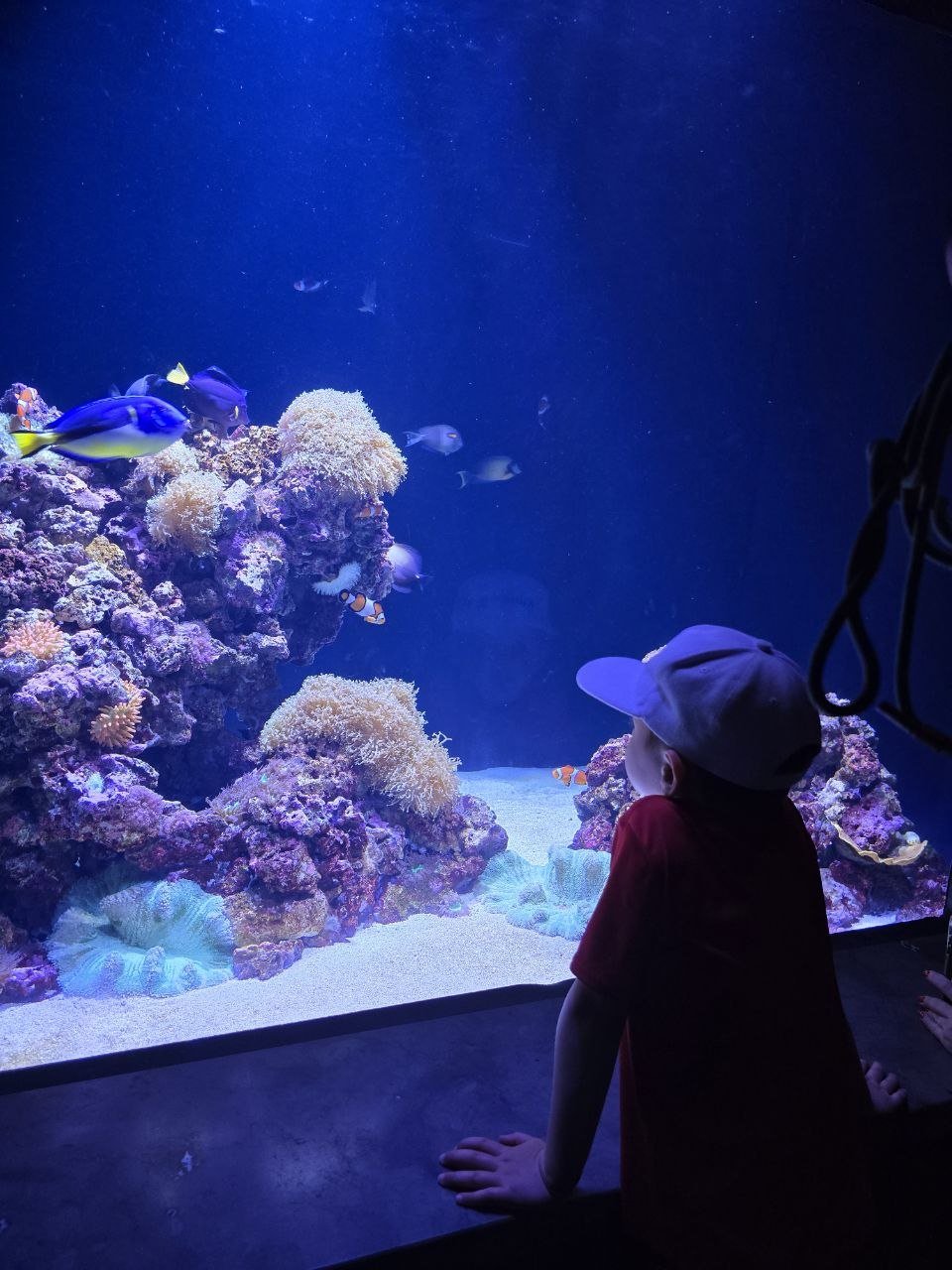 Noah watching a clownfish and reef fish at the aquarium glass