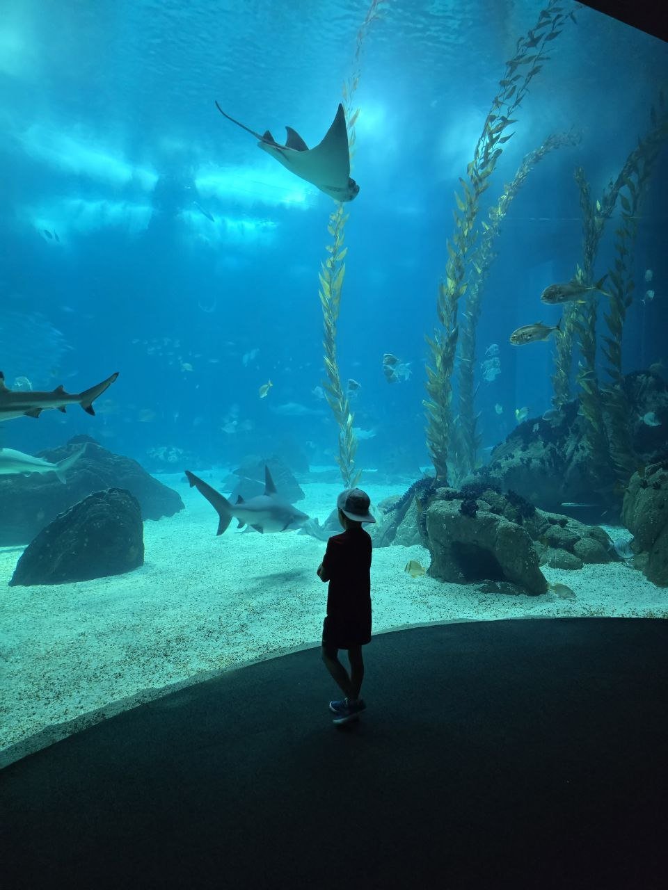 Noah standing silhouetted in front of the giant blue Oceanário tank