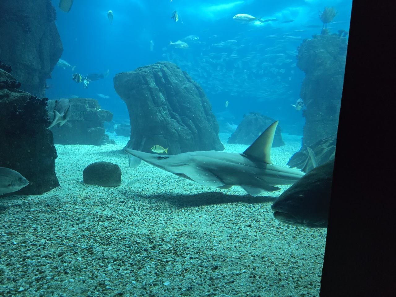 Sharks and fish swimming through the large Oceanário tank