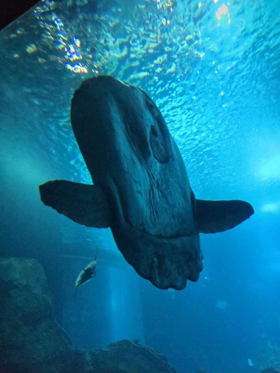 Large sunfish overhead in blue aquarium water