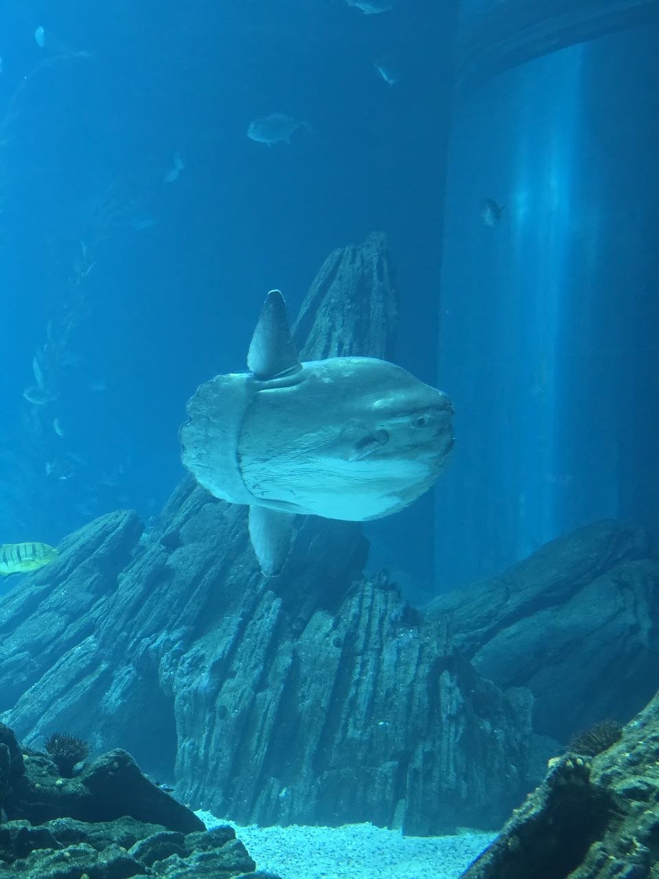 Large sunfish swimming vertically in the Oceanário tank