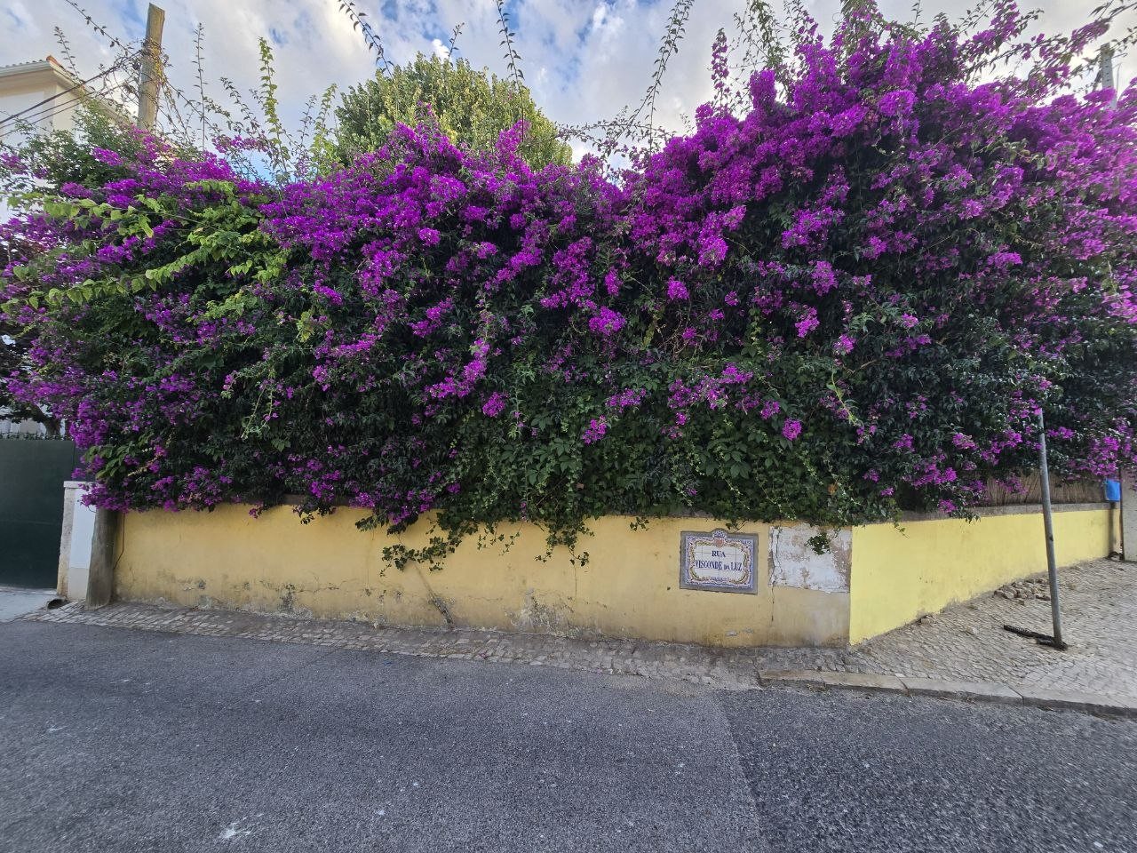 Large purple bougainvillea spilling over a yellow wall in Cascais
