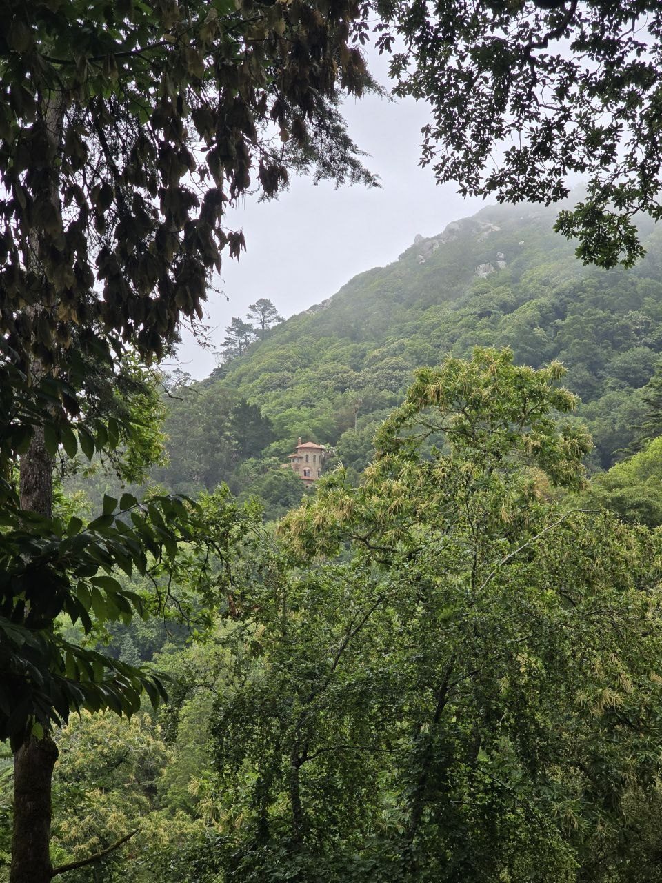 Misty green Sintra hills seen through trees