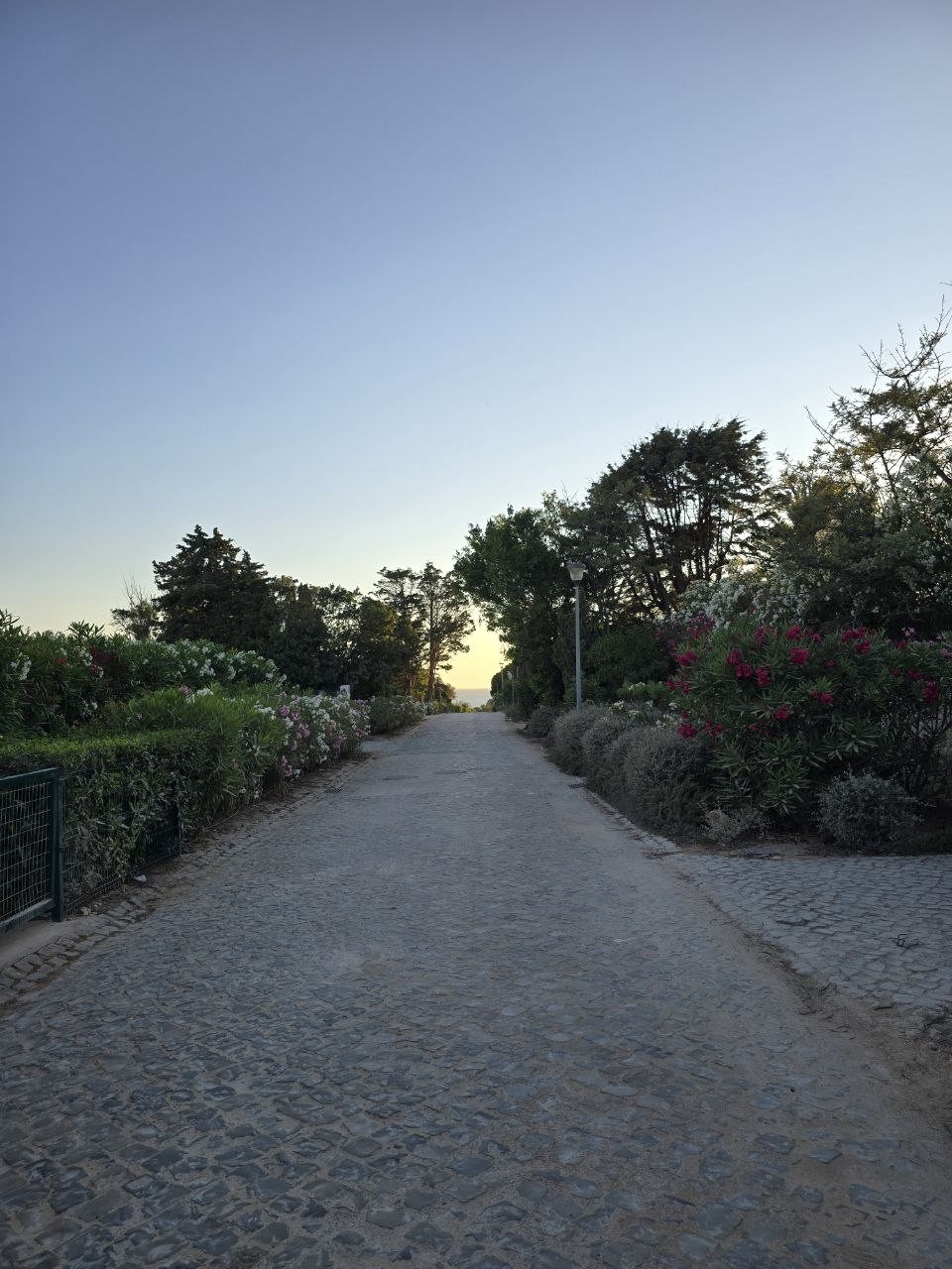 Evening drive back along a flower-lined road near Carvoeiro at dusk