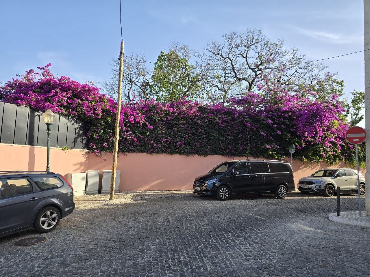 Pink Lisbon wall covered with bright purple bougainvillea above a cobblestone street